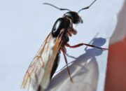 Dream Meaning of Winged Termites