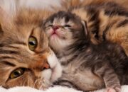 Dream Meaning of Cats And Kittens