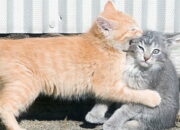 Dream Meaning of A Cat Biting You