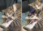 Dream Meaning of Dead Kittens