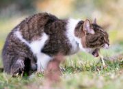 Dream Meaning of A Cat Throwing Up