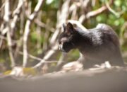 Dream Meaning of A Baby Skunk