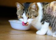 Dream Meaning of Feeding Cats