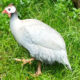 Dream Meaning of Catching Guinea Fowl