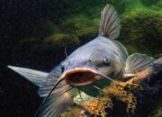 Dream Meaning of Catfish