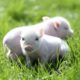 Dream Meaning of Piglets