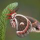 Dream Meaning of Moth