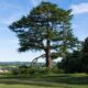 Dream Meaning of Cedar Tree