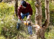 Dream Meaning of Gathering Firewood