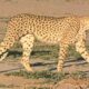 Dream Meaning of Being A Cheetah