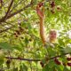 Dream Meaning of Picking Cherries