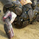 Dream Meaning of Snakes Fighting