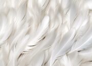 Dream Meaning of White Feathers