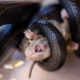 Dream Meaning of Choking A Rat