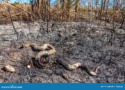 Dream Meaning of Seeing Snake Burning