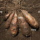 Dream Meaning of Seeing Plenty Tubers Of Yam