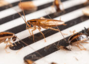 Dream Meaning of Roaches In Your House