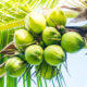 Dream Meaning of Coconut Fruit