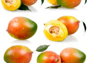 Dream Meaning of Ripe Mango Fruits