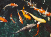 Dream Meaning of Fish In Pond