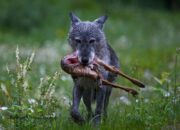 Dream Meaning of Killing A Deer