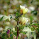 Dream Meaning of Cotton Flower