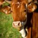 Dream Meaning of Cows