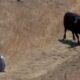 Dream Meaning of Being Chased By Cows