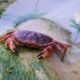 Dream Meaning of Crab