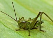 Dream Meaning of Crickets