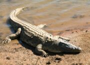 Dream Meaning of Crocodile