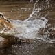 Dream Meaning of Crocodile Attack