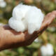 Dream Meaning of Cotton