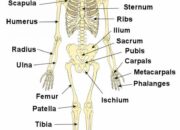 Dream Meaning of Human Bones