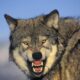 Dream Meaning of Snarling Wolf Facing You