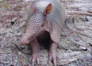 Dream Meaning of Armadillo
