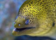 Dream Meaning of Eel