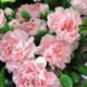 Dream Meaning of Pink Carnations