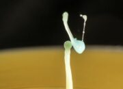 Dream Meaning of Dancing Milk Drops