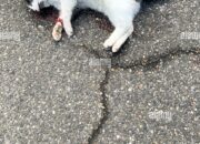 Dream Meaning of Dead Cat