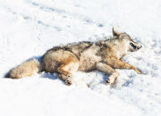 Dream Meaning of Dead Coyotes
