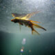 Dream Meaning of Dead Fish Floating
