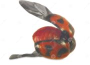 Dream Meaning of Dead Ladybugs