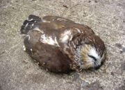 Dream Meaning of Dead Owl