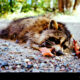 Dream Meaning of Dead Raccoon