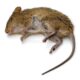 Dream Meaning of Dead Rat