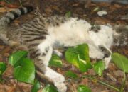 Dream Meaning of Dead Pet