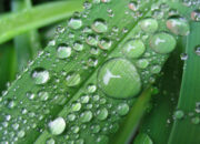 Dream Meaning of Dew