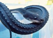 Dream Meaning of Dragon Snake