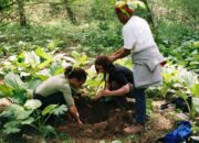 Dream Meaning of Digging Up Skunk Cabbage